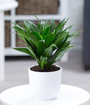 Dracena 'Compacta'