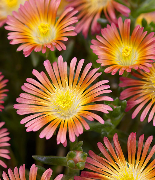 Nahaufnahme aller bunten Blüten des winterharten Eisblumen 'Summer Mix'.