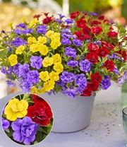 Zauberglöckchen Trixi® 'Hot Petticoat', Trio im 12 cm Topf