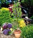 Säulen-Pflaume 'Black Amber'