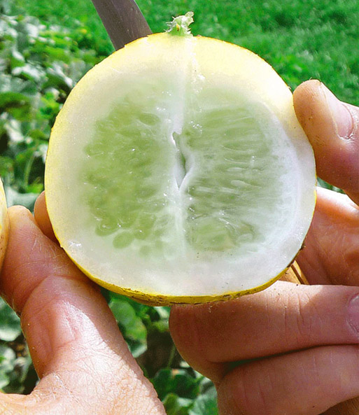 Gurke 'Lemon'