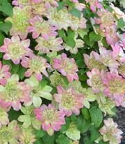 Clematis 'Pistachio Cake®'