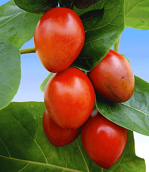 Baum-Tomate