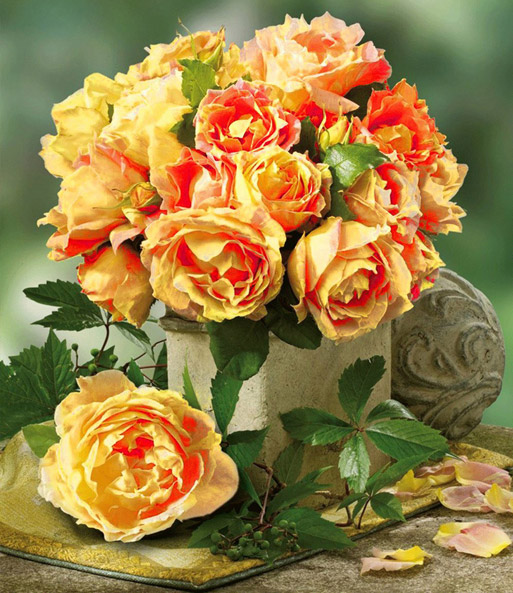 Maler-Rose® 'Paul Cézanne®'