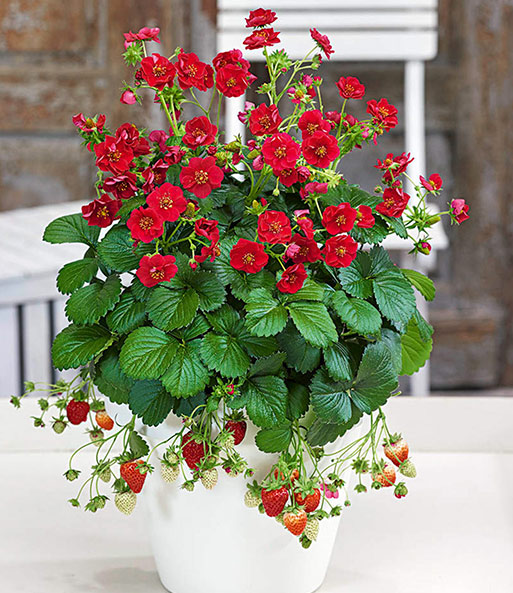 Die Erdbeere 'Summer Breeze Rose' steht in einem Übertopf auf einer Terrasse. Sie hat rote Blüten und Trägt einige Früchte.