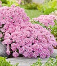 Teppich-Nelke 'Bevan's Variety'