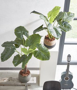 Kunstpflanze 'Philodendron Taro' 60 cm