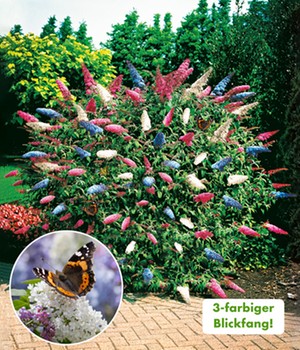 Sommer-Flieder 'Papillion Tricolor'