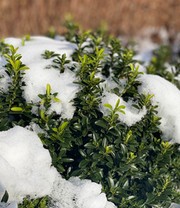 Euonymus 'Green Empire®'