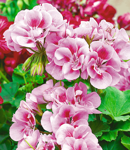 Toscana® Geranie 'Vera'