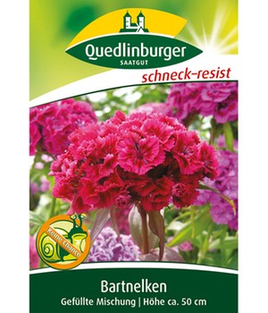 Bartnelken 'Gefüllt'