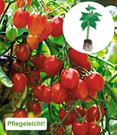 Snack-Tomate 'Baby Boomer' F1