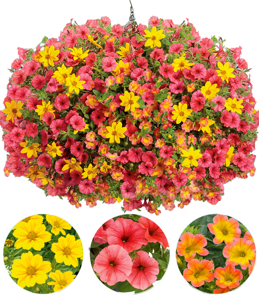 Der als Hänge-Ampel gepflanzter Sommerblumen-Mix 'Tigers Blood' lässt seine gelben, roten und orangenen Blüten wie eine Kugel erstrahlen.