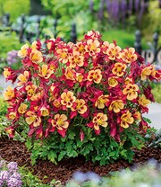 Akelei 'Earlybird® Red Yellow'