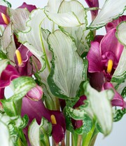 Calla 'Frozen Queen'