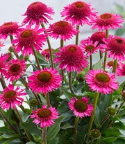 Echinacea 'Delicious Candy®'