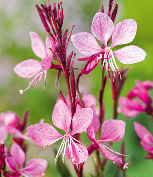 Prachtkerze - Gaura 'Pink'