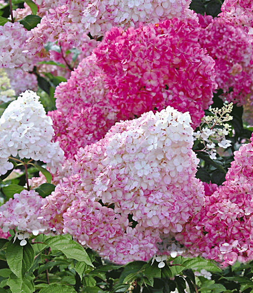 Freiland-Hortensie 'Vanille Fraise®' im 2-Liter Topf