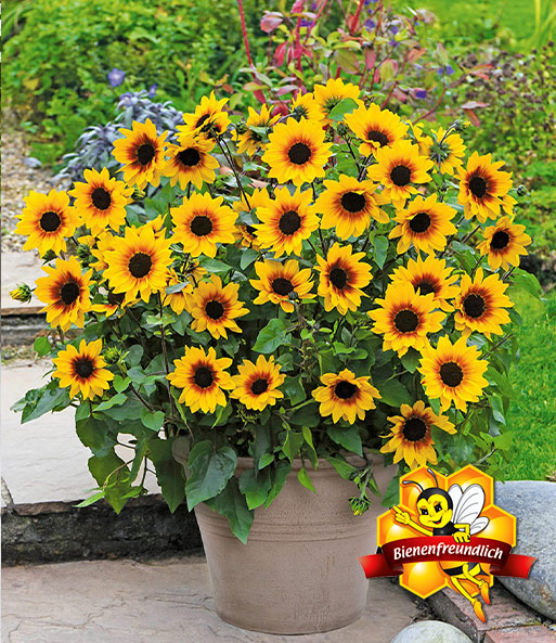 Balkon Sonnenblume Sunbelievable Baldur Garten