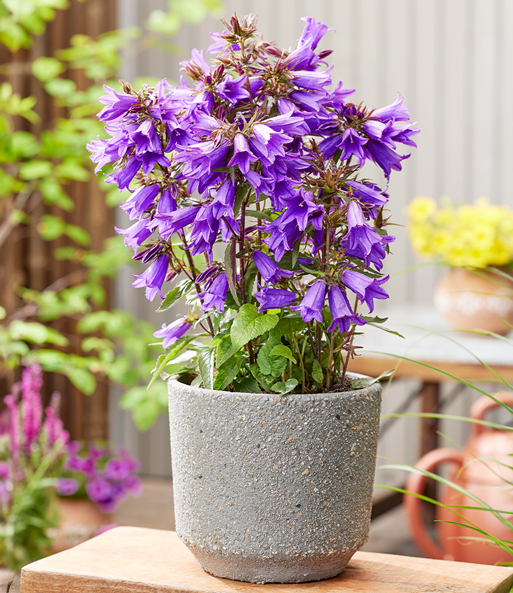 Campanula 'Rebelle®'