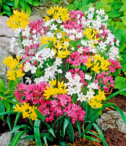 Allium-Mix 'Bunte Freude'