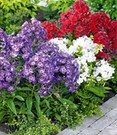 Super-Duft-Phlox-Kollektion