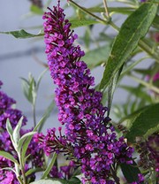 Buddleia 'Straight UP - Butterfly Tower'