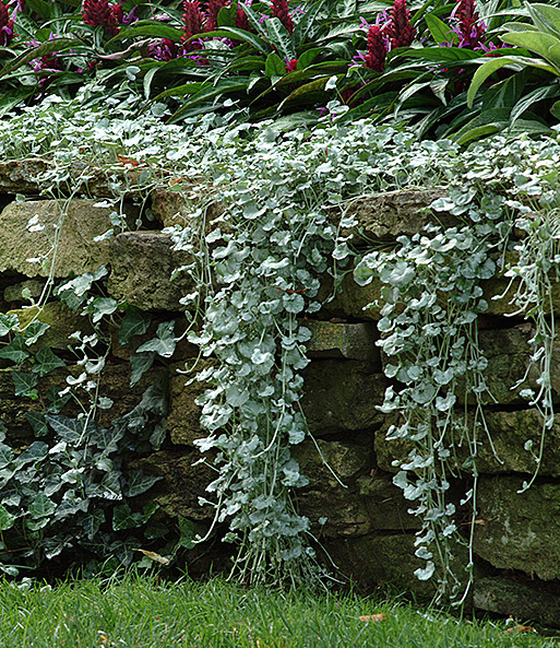 Dichondra 'Silver Falls'