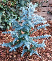 Winterharter Eukalyptus 'Azura®'