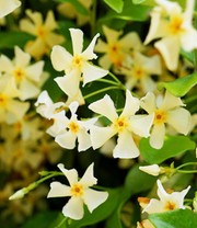 Winterharter Jasmin 'Star of Toscane®'