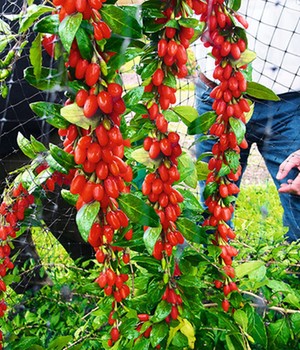 Goji 'Sweet Lifeberry®'