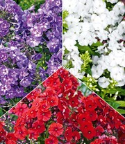 Super-Duft-Phlox-Kollektion