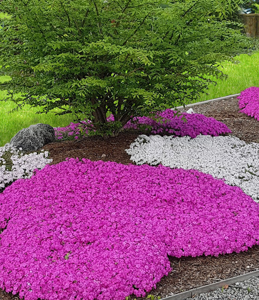 Teppichphlox 'Emerald Pink'