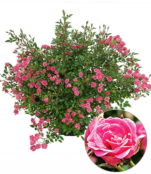 Die Lilly Rose „Wonder5“ wächst hoch und buschig. Eingeblendet wird die Nahaufnahme einer gefüllten rosa Blüte.