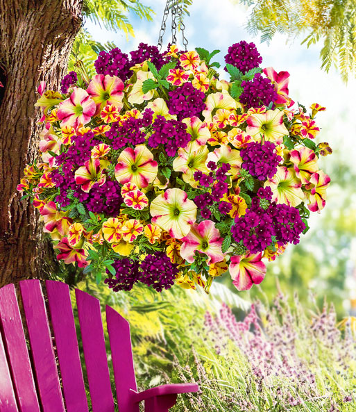 Sommerblumen-Mix 'Raspberry & Lemon'