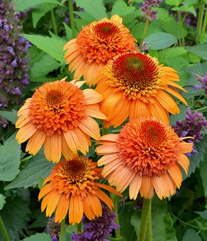 Echinacea 'Supreme Cantaloupe®'