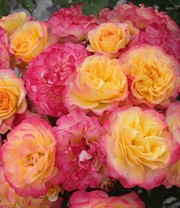 Strauchrose 'Landlust®'