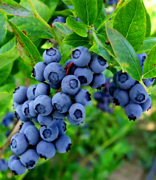 Link zum YouTube Video 4834_Trauben-Heidelbeere 'Reka® Blue'
