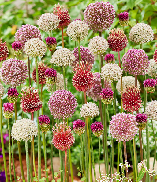 Allium-Mix 'Tropical Vibes'