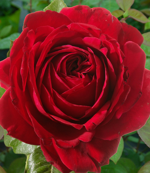 Kletter-Rose 'Messire Delbard®'