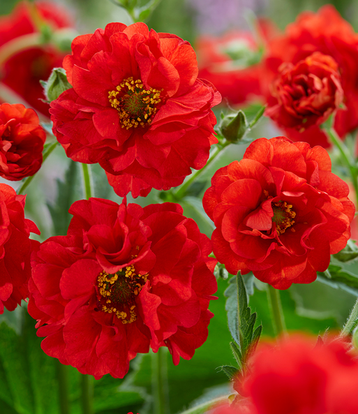 Nahaufnahme der vollen hellroten Blüten der Geum „Firestarter“. Der äußere Rand der Blütenmitte ist gelb-orange.