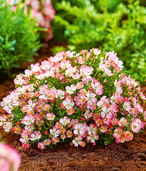 Alpin-Rose 'Cutie Pie®', 12 cm XL-Topf