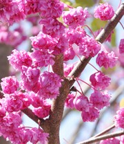 Cercis 'Pink Pom Poms', Judasbaum
