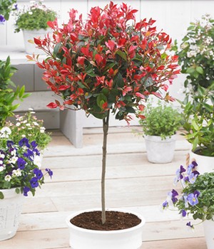 Immergrünes Photinia-Stämmchen 'Little Red Robin®'