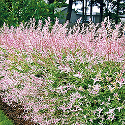 Schnellwachsende Hecke