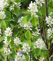 Felsenbirne Amelanchier 'Greatberry® Garden'