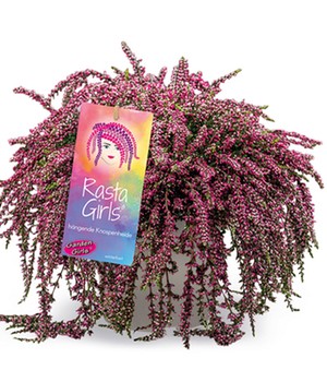 Calluna Knospenheide 'Rasta-Girls® Janina', 13 cm-Topf