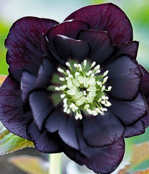 Gefüllte Christrose 'Black Swan'