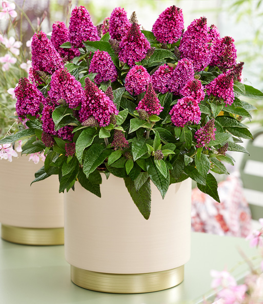 Zwerg-Schmetterlingsflieder 'Little Rockstars®' rot