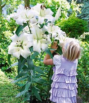 Tree-Lily®-Kollektion 4 Farben